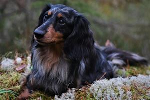 DSC_5263 (2)