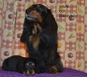 youki och blackyboy