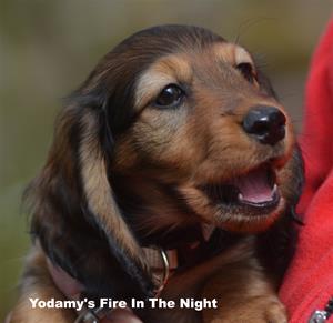 Yodamy's Fire In The Night_3