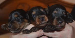 3 boys