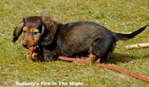 Yodamy's Fire In The Night