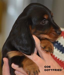 GOE G