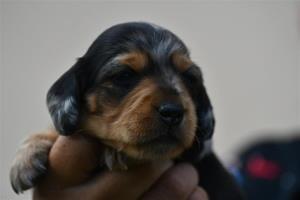 mattis 18 dagar