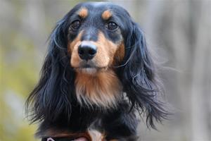 mamma Anzi