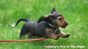 Yodamy's Fire In The Night_7