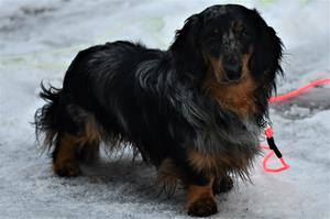 snygge Nelzon 1 år
