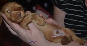 DANDY1