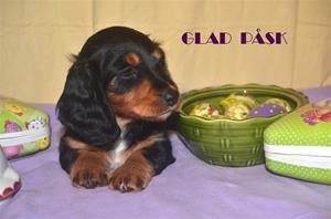 Glad Påsk