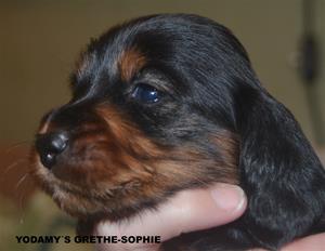 GRETHE-SOPHIE