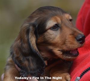 Yodamy's Fire In The Night_2