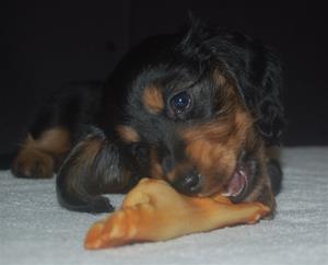 beppos