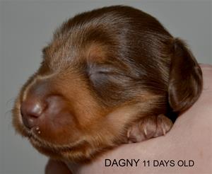 DAGNY 11 DAGAR