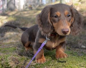 dagny