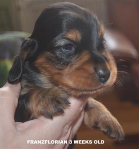 FRANZ