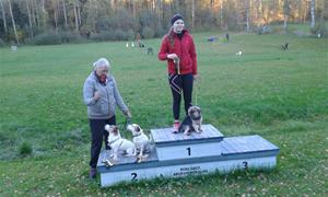 KM mästare i Agility 2016 