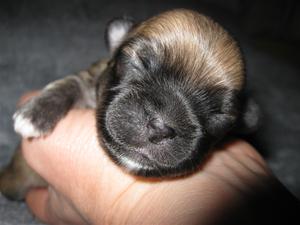 6 dagar gammal - Hane 1 ansikte 6 dagar gammal - Hane 1 ansikte