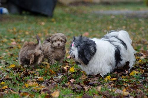 Lhasa apson Becky med Coco och Nelly