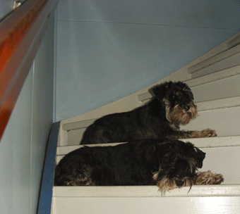 Hund i trappa