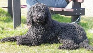 chiens-Barbet-2d51df1e-6e0b-db04-01c5-4fbadb97f826