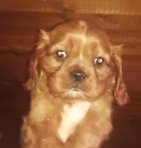 Nalle
