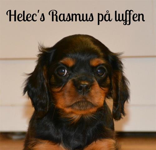 Helec's Rasmus på luffen