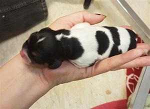 Helecs Pumbaa