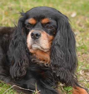 Cavalierpromenad i Borås 12/5-13