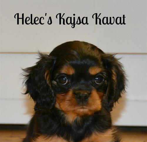Helec's Kajsa Kavat