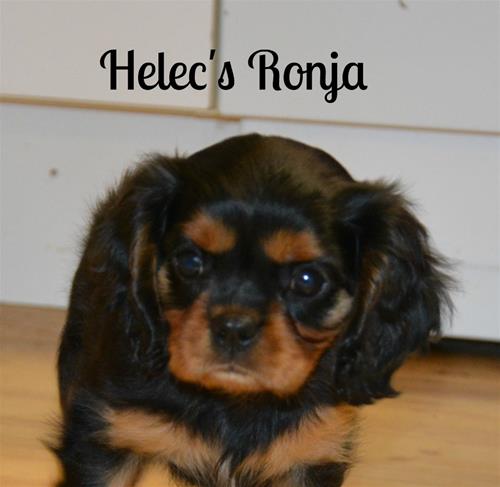 Helec's Ronja