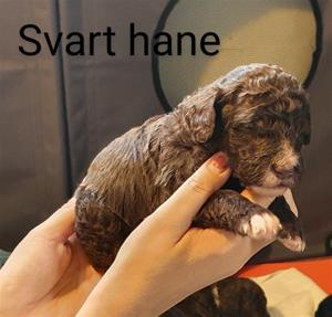 Svart hane