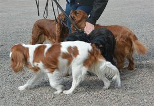 Cavalierpromenad i Borås 12/5-13