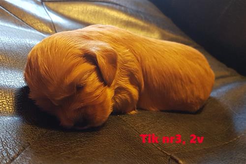 Tik 3, 2v Tik 3, 2v