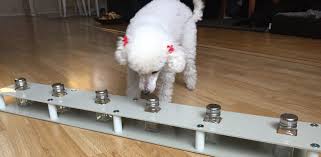 nosework nosework