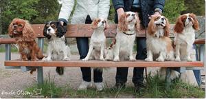 Cavaliersällskapet