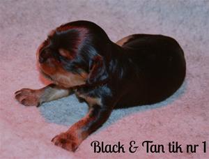 Black & Tan tik nr 1