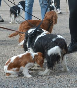 Cavalierpromenad i Borås 12/5-13