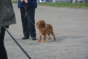 Cavalierpromenad i Borås 12/5-13