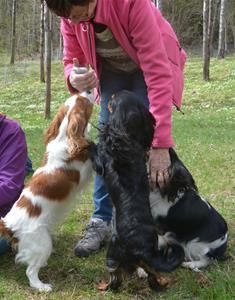 Cavalierpromenad i Borås 12/5-13