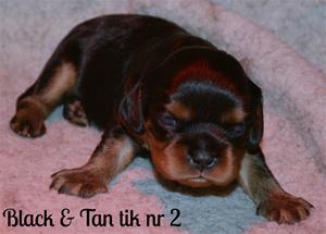 Black & Tan tik nr 2 Black & Tan tik nr 2
