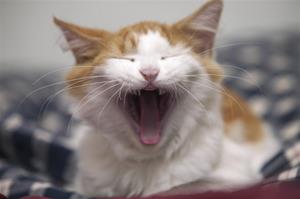 Katt