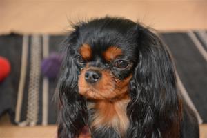 Molly