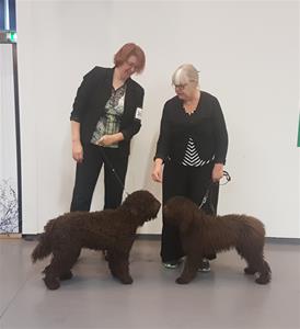 Assi och Ipsa