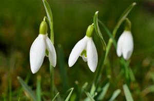 snowdrop-523667_1280-1024x678 snowdrop-523667_1280-1024x678