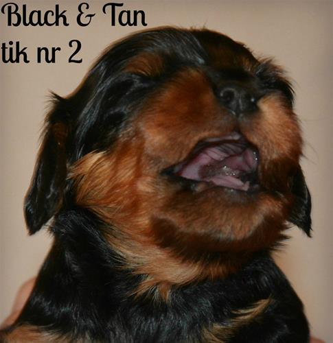 Black & Tan tik nr 2