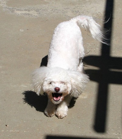 Skällande hund2 Skällande hund2