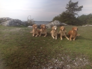gotland gotland