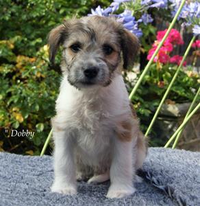 D-kullen_Dobby