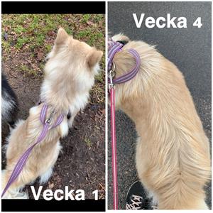 Vecka1 och 4 Vecka1 och 4