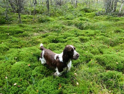 Yazzie i skogen Yazzie i skogen