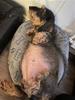 Kringla gravid